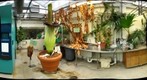 Gustavus Corpse Flower Blooming