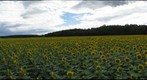 Sunflowers in Switzerland