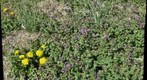 Spring Flora, Western Kansas