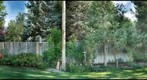 Back Yard 2010