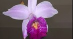 Arundina