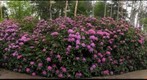 Rhododendrons Cascading