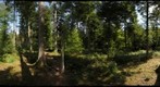 Forest #17