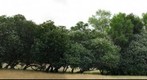 California Buckeye grove, Briones Regional Park, Lafayette, CA