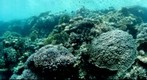 Red Sea Arrecife