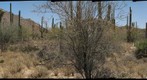 Saguaro - Arizona