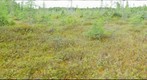 Little Tupper Lake, bog