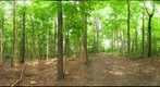 University of Guelph - Dairy Bush - 48 - July 28 2010