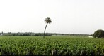 Quinta Bacalhoa