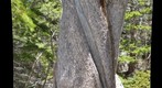 Tree at Bear Lake