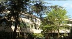 Whitmore courtyard trees 7 30 10