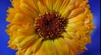 Yellow Flower