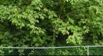 SUBURBAN FOREST