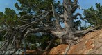 The Ancient Pine at Whirlpool Point (take 2)