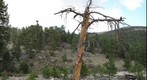 The Tree
