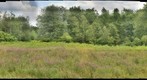 Umass Trees by Soccer Field's behind Warren McGuirk Football Field