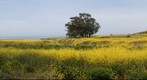 Just south of San Simeon 