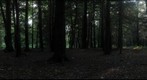 dark forest