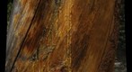 snag, with sap