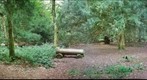 The woods