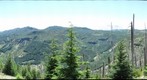 Forest near Mt St Helens