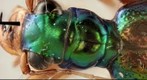 Beetle Test Image