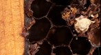 Test Bee Frame