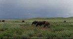 Bison in Janos