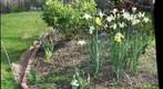 The New Tulips