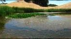 Morgan Pond