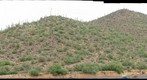 Buffelgrass Treatment Photoset4C
