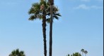 Palm Trees