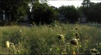 Wilson Sunflowers