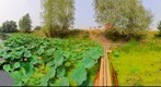 Sacred Lotus Lake, Nelumbo nucifera, 360 (Озеро лотоса орехоносного в Волго-ахтубинской пойме)