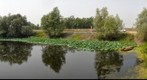 Sacred Lotus Lake, Nelumbo nucifera (Озеро лотоса орехоносного в Волго-ахтубинской пойме)