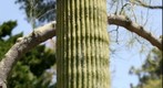 quail gardens cactus