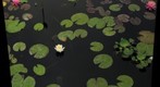 Lillypan