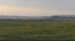 Mongolian els
