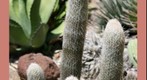 cactus at quail gardens