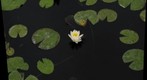 Lilly 2