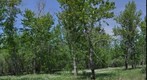 Tuva forest