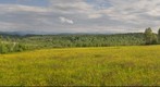 Grassland