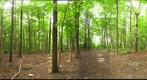 Dairy Bush GigaPan - 52 - August 25 2010