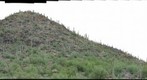 Buffelgrass Treatment Photoset2D