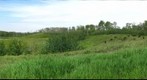 Elk Island NP - Bison
Herds