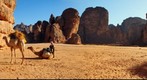 Camel in Sahara