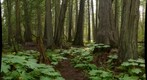Giant Cedars, near Clearwater, BC