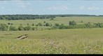 Tallgrass 1