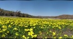 Namakwa Yellow Flowers