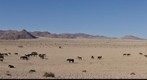 Namibian Wild Horses